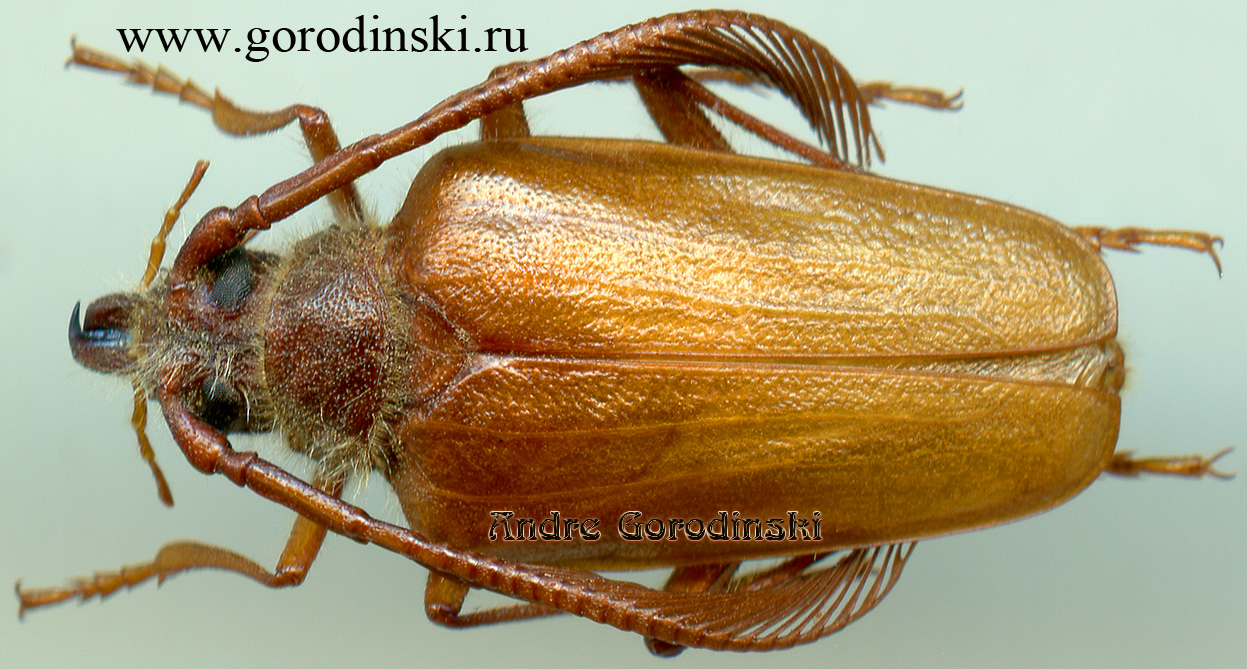 http://www.gorodinski.ru/cerambyx/Pogonarthron tschitscherini pallidus.jpg